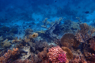 marine life in the Red Sea Egypt, hurghada