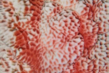 Organic texture of the hard coral. Abstract background in coral color.