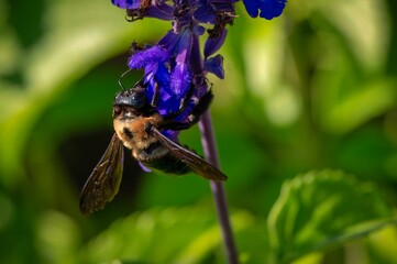 Bee on a purple flower