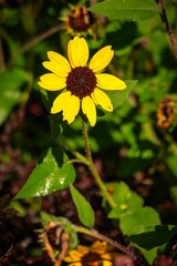 Vibrant yellow sunflower close-up