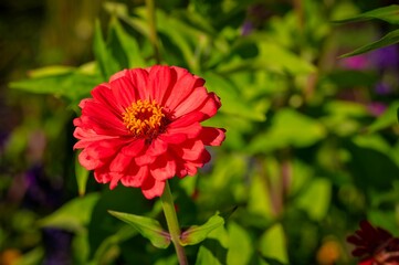 Obraz premium Vibrant red flower in full bloom