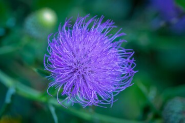 Vibrant Purple Thistle Flower Close-Up