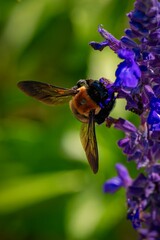 Bee pollinating a purple flower in close-up