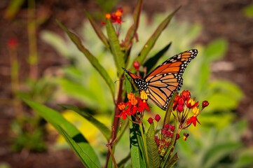 Monarch butterfly on red and yellow flowers