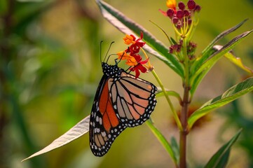 Monarch butterfly on a vibrant flower
