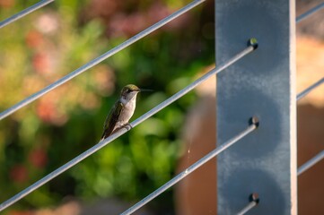 Hummingbird perched on a wire fence