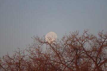 close-up full moon setting behind trees tinted red by first rays of sunrise