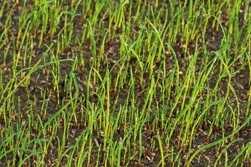 Junger Rasen in Nahaufnahme