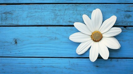 Obraz premium White flower on blue wooden background from top view