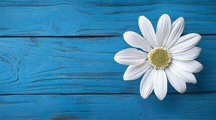 Obraz premium White flower on blue wooden background from top view