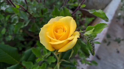 Yellow colored rose flower blooming in the garden in India