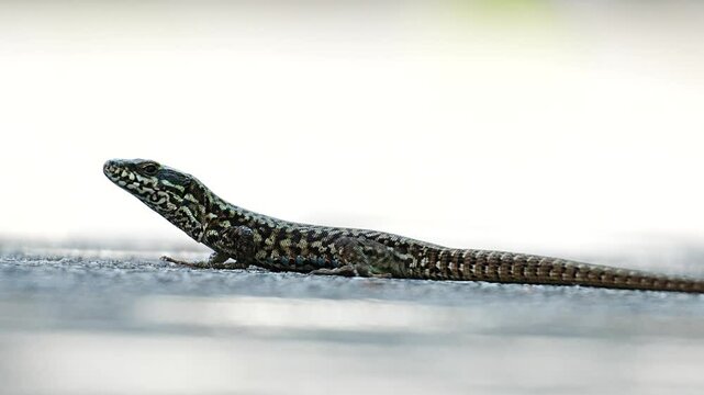 Closeup footage of a common wall lizard resting on the ground in daytime, with blurred background