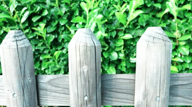 Closeup detailed shot of a garden wooden fence in front of a green bush at the daytime