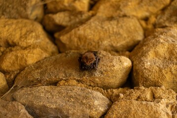 Bat resting on rocky terrain in a cave.