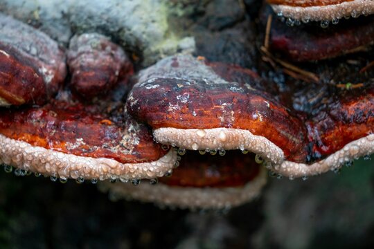 Close-up of a Ganoderma mushroom with water droplets