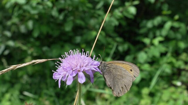 Closeup footage of a dusky heath butterfly feeding on a small scabious nectar in the field
