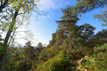 Point of view in the Coquibus hill.  Fontainebleau forest
