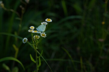 Closeup of a cabbage white butterfly perched on a white daisy flower in the field during daytime