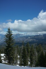 Scenic view of a lush forest with snow-capped mountains under a cloudy sky