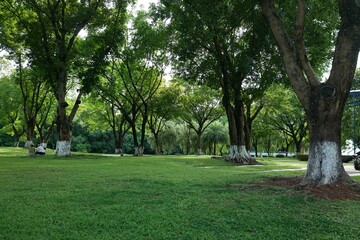 Serene park scene with lush green trees and a couple sitting on the grass