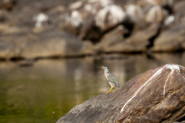 Striated heron or green backed heron or butorides striata bird closeup perched on big rock near river water in hunting position at jim corbett national park forest tiger reserve uttarakhand india asia