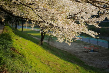a cherry blossom-filled walk