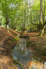 Obraz premium Tranquil forest scene with a flowing stream.