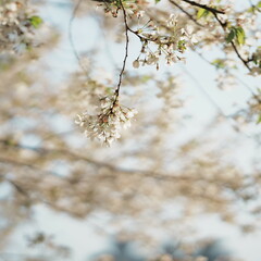 A beautiful stream path full of the scent of spring