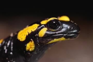 Close-up of a fire salamander with vibrant yellow and black markings against a dark background.
