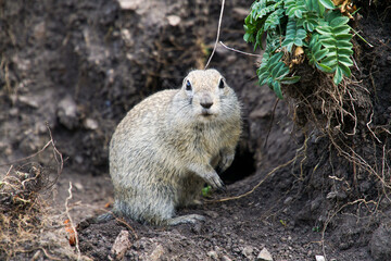 A gopher stands on the ground near his burrow. The gopher came out of his hiding place and stood on his hind legs.