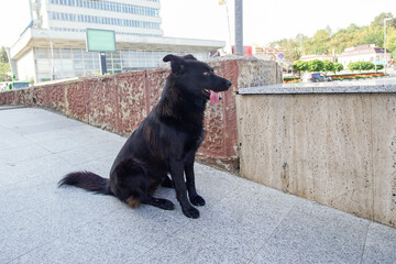 A black dog with a large tongue hanging out of its mouth due to the heat sits on a ramp.