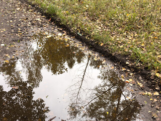 Bright yellow and green maple leaves in a puddle of water, Autumn, leaf fall. 