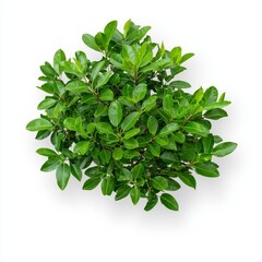 Obraz premium Aerial rendering of a tree top view plant landscape architecture nature garden.