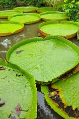 Close up of Victoria Boliviana or Bolivian waterlily in the pond at Son island, Can Tho city,...