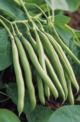 Obraz premium Freshly harvested green beans lying on rich soil among lush green leaves