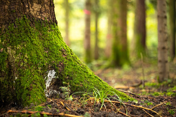 Mossy tree stump roots in a forest. Close up shot, low angle shot, shallow depth of field, no people