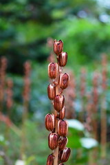 オオウバユリの実