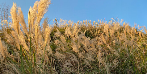 Golden sunset over Yangmingshan's fields of silvergrass swaying gently in the breeze.
