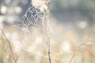 Spinnennetz  in der Natur