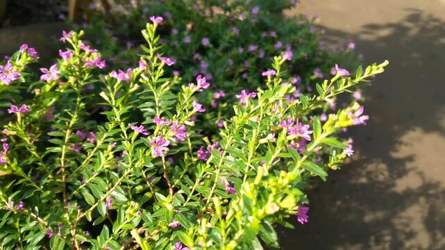 Beautiful pink cuphea plant as background. A harmonious combination of green leaves and beautiful blooming flowers in the garden.