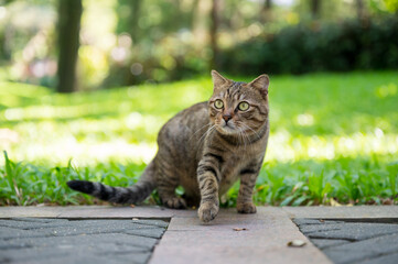 Cat sitting on the ground in the park