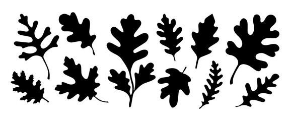 
Silhouette of oak leaves. Leaves isolated on white background.