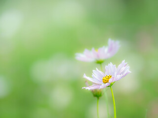 秋の公園や花壇を彩るコスモスのある風景。背景。自然風景素材。