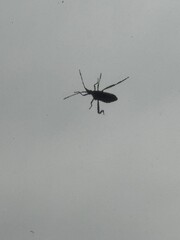 Insect 