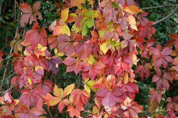 Autumn at Colle Brianza, Italy
