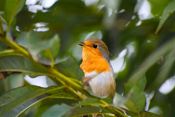 European robin is singing on a twig close-up