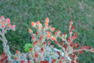 Ghost Echeveria Succulent with red flowers closeup across green grass. Family Crassulaceae. Succulents garrden