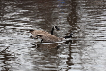 pair of Canada geese swimming in a pond