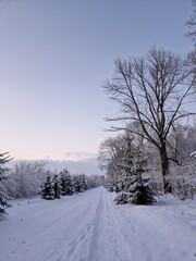 frosty winter forest