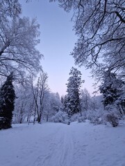 Fototapeta premium frosty winter forest